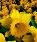 Spring Awakening